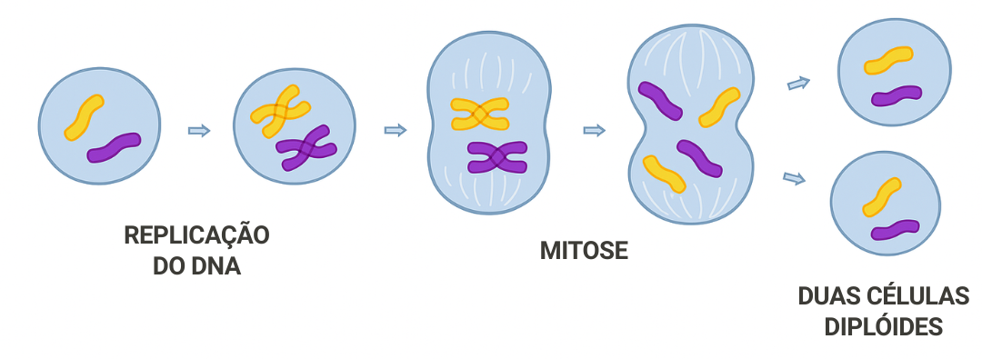 Processo de duplicação da célula por Mitose - uma célula-mãe dá origem a duas células filhas idênticas (ou quase idênticas)